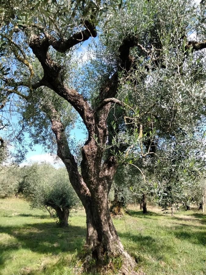 Casale Del Tempo Lento Bed & Breakfast Narni Luaran gambar
